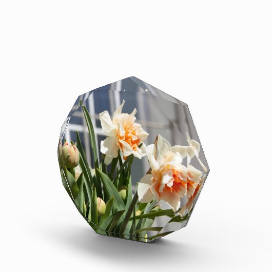 Lektige schattige veer fotoblokken (Rechts)