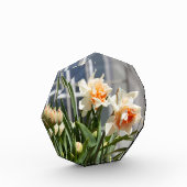 Lektige schattige veer fotoblokken (Links)