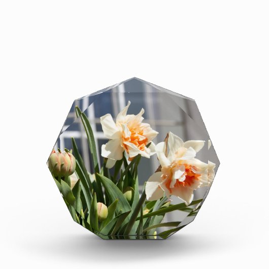 Lektige schattige veer fotoblokken (Voorkant)