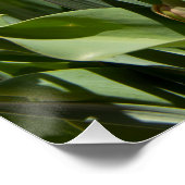 Lektige schattige veer perfect poster (Hoek)