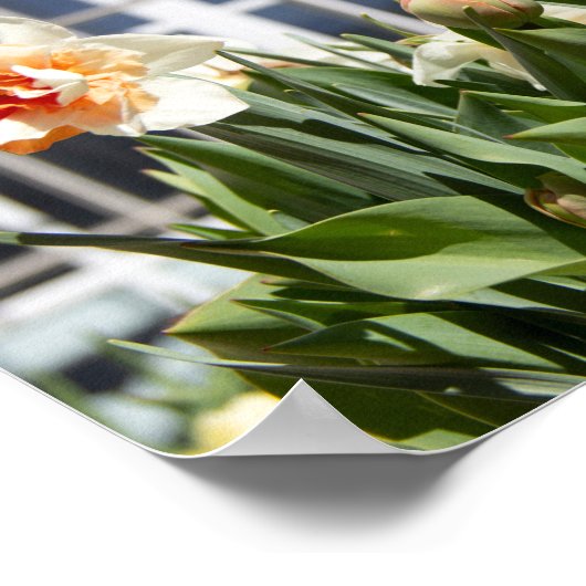 Lektige schattige veer poster (Hoek)