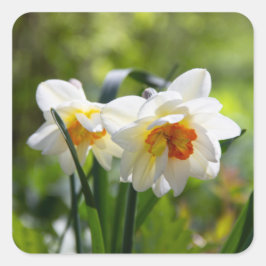 Lektige schattige veer vierkante sticker