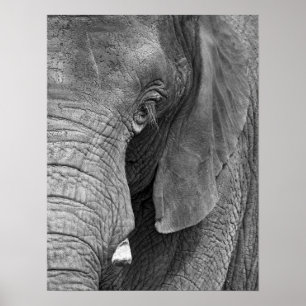 L'Elephant Print - Groot
