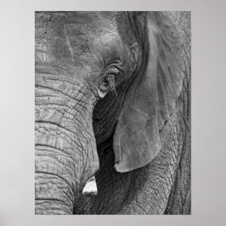 L'Elephant Print - Groot