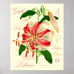 Lelie Bloemen Poster