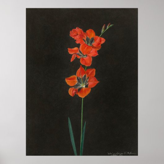 Lelie Flowers van Hoffmann Poster (Voorkant)