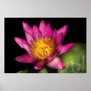 Lelie - Nymphaea Ruby - Passie Poster