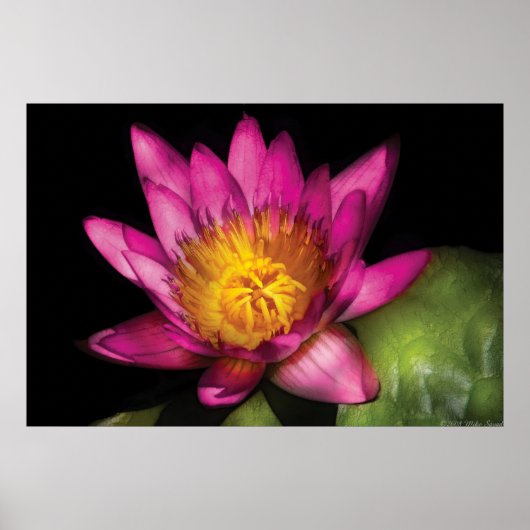 Lelie - Nymphaea Ruby - Passie Poster (Voorkant)
