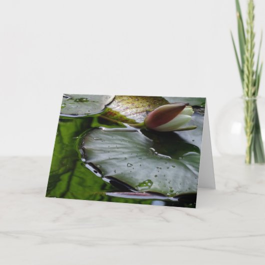 Lelie ongeveer om te bloeien Wenskaart Kaart (Voorkant)
