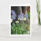 Lelie van de Nijl, Afrikaanse Lelie Kaart (Voorkant)