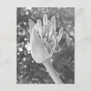Lelie van de Nijl Close Up Black & White Briefkaart
