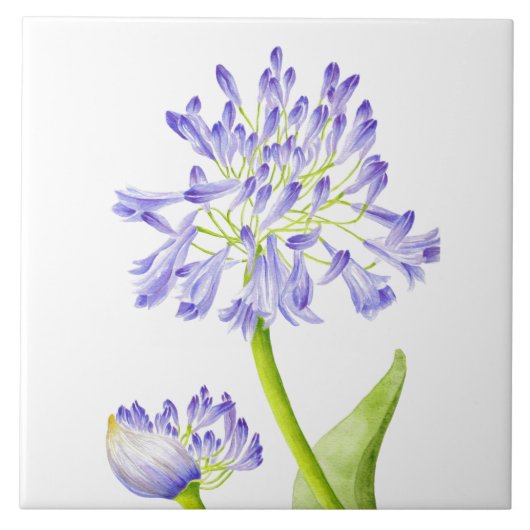 Lelie van de Nijl op een keramische Tegel Tegeltje (Voorkant)