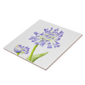 Lelie van de Nijl op een keramische Tegel Tegeltje (Zijkant)