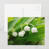 lelie van de vallei briefkaart (Voorkant / Achterkant)