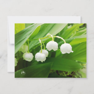 lelie van de vallei briefkaart