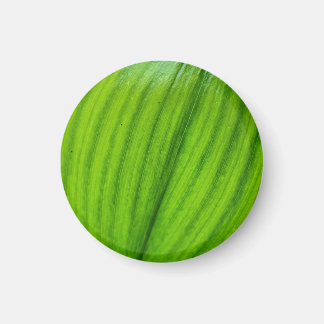 Lelie van de Vallei Magnet