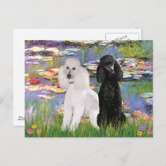 Lelies2-Standaard Poedels (zwart en wit) Briefkaart (Voorkant / Achterkant)