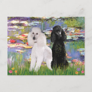 Lelies2-Standaardpoedels (zwart & wit) Briefkaart