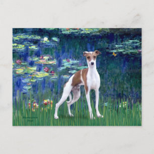 Lelies 5 - Italiaanse Windhond Briefkaart