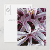 Lelies Briefkaart (Voorkant / Achterkant)