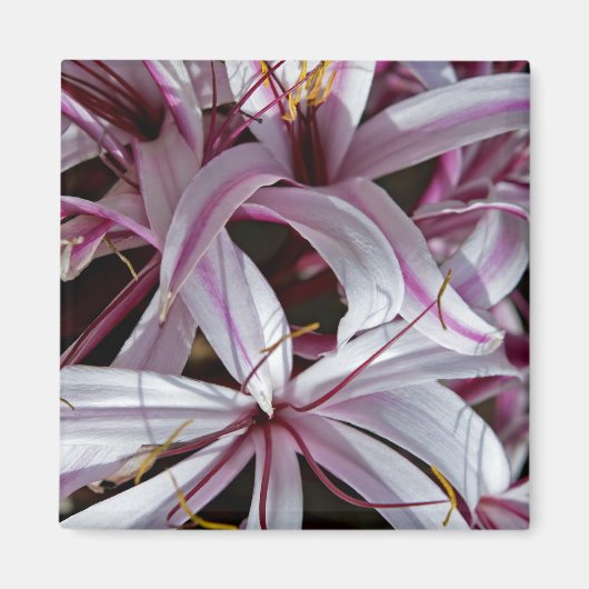Lelies Magneet (Voorkant)