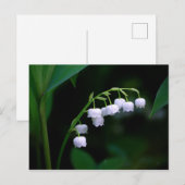 Lelietje-van-dalen ansichtkaart briefkaart (Voorkant / Achterkant)