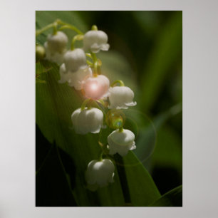 Lelietje-van-dalen bloem poster