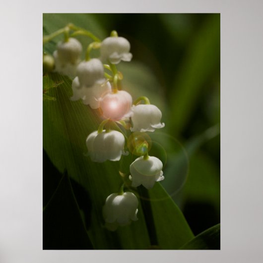 Lelietje-van-dalen bloem poster (Voorkant)