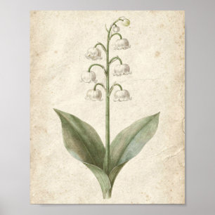 Lelietje-van-dalen botanische bloemkunst poster