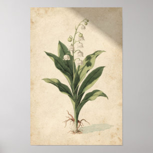 Lelietje-van-dalen botanische studie op ivoor poster