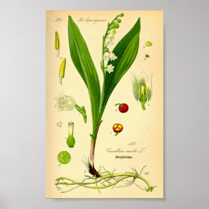 Lelietje-van-dalen (majalis Convallaria) Poster