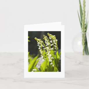 Lelietje-van-dalen van mijn tuin…. kaart