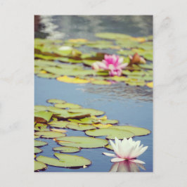 Lelievijver Bloemen Briefkaart