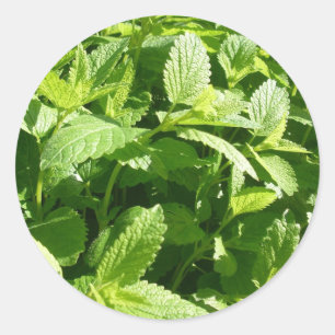 Lemon Balm Plant Ronde Sticker