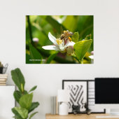 Lemon Blossom Bee (3) Poster (Thuiskantoor)