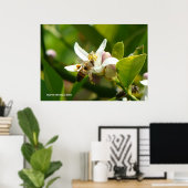 Lemon Blossom Bee (3) Poster (Thuiskantoor)
