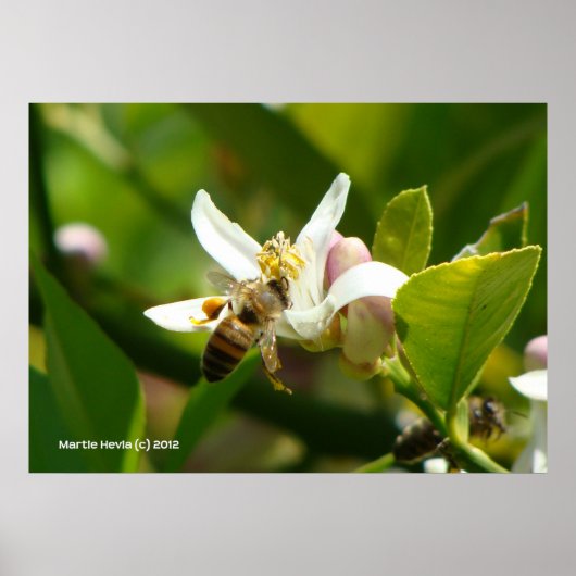 Lemon Blossom Bee (3) Poster (Voorkant)