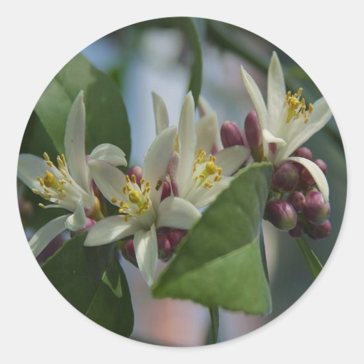 Lemon Blossom Ronde Sticker (Voorkant)