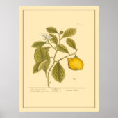 Lemon Boom Botanische Keukenkunst Poster (Voorkant)