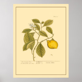  Lemon Boom Botanische Keukenkunst Poster