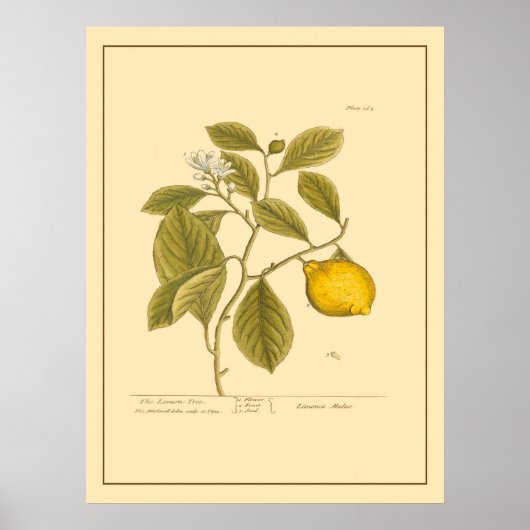  Lemon Boom Botanische Keukenkunst Poster (Voorkant)