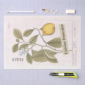 Lemon Botanical Illustration French Script Fruit Tissuepapier (Craft)