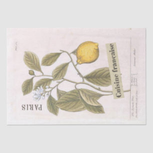 Lemon Botanical Illustration French Script Fruit Tissuepapier