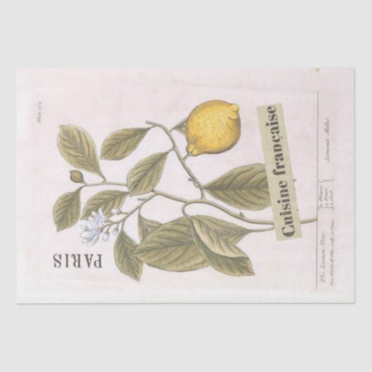 Lemon Botanical Illustration French Script Fruit Tissuepapier (Voorkant)