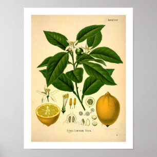 Lemon Botanical Print