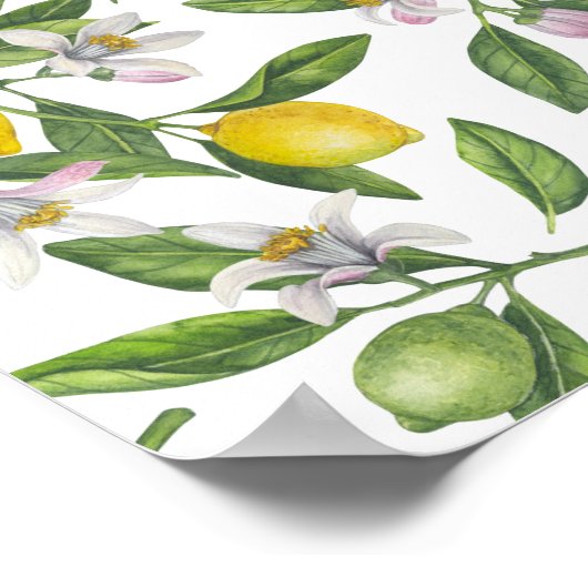 Lemon branches with blossoms and fruit on white poster (Hoek)