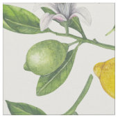 Lemon branches with blossoms and fruit on white stof (Close Up)