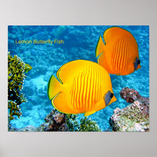 Lemon Butterfly Fish Poster (Voorkant)