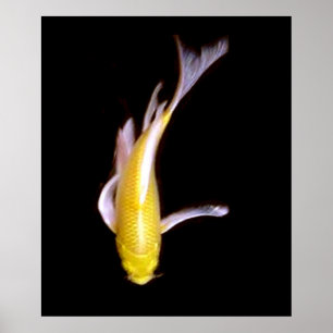 Lemon Butterfly Koi Poster