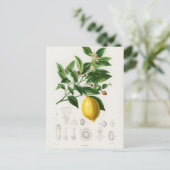 Lemon Citrus Fruit Botanical Limonium Illustration Briefkaart (Staand voorkant)